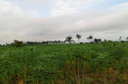 Agricultural Land With Annual Income Commercial land for sale  ₦5,000,000  per acre